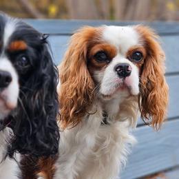Loretta - Cavalier King Charles Spaniel