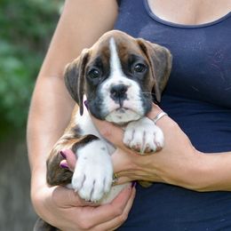 Boxer Puppies from Mt Valley Boxers