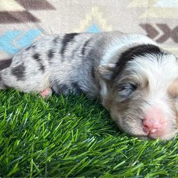 Sweet Girl 2-Blue Merle - Blue merle female Australian Shepherd puppy in Mayfield, Kentucky from Hamilton Farms