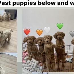 Upcoming litter: Read Description and Apply if you're Interested - Red  male Goldendoodle puppy in Brooklyn, New York from Lyon and Luna Goldendoodles Bernedoodles