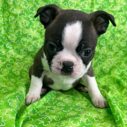 Gus - Brindle and white male Boston Terrier puppy in Fillmore, Illinois from Wind Hill Puppies