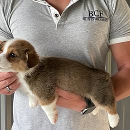 Lue Lue - Male 3 - Fawn male Pembroke Welsh Corgi puppy in Jefferson, South Carolina from Blue Creek Farms