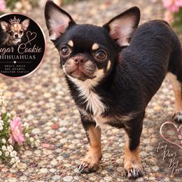 Chihuahua Puppies from Sugar Cookie Chihuahuas