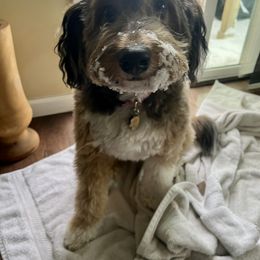 Aussiedoodle Puppies from A Dose Of Doodle