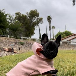 French Bulldog Puppies from Divine French Bulldogs