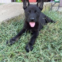 Orange Collar - Bi-color female German Shepherd puppy in Cleburne, Texas from vom großen Staat