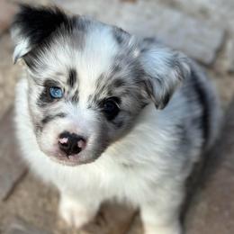 Cody - Blue merle male Miniature Australian Shepherd puppy in Luling, Texas from Little Wood Toy and Mini Aussies