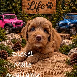 Diesel - Red male Australian Labradoodle puppy in Eastover, North Carolina from Joyful Hearts Australian Labradoodles