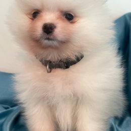 Boy 3 dark gray collar - Pomeranian puppy from Suga Sweet Poms