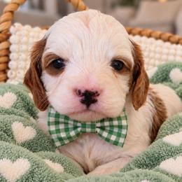 Giblet - Blenheim male Cavapoo puppy in Fordland, Missouri from K&K's Puppy Kingdom