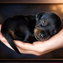 Dachshund puppies from Platinum
