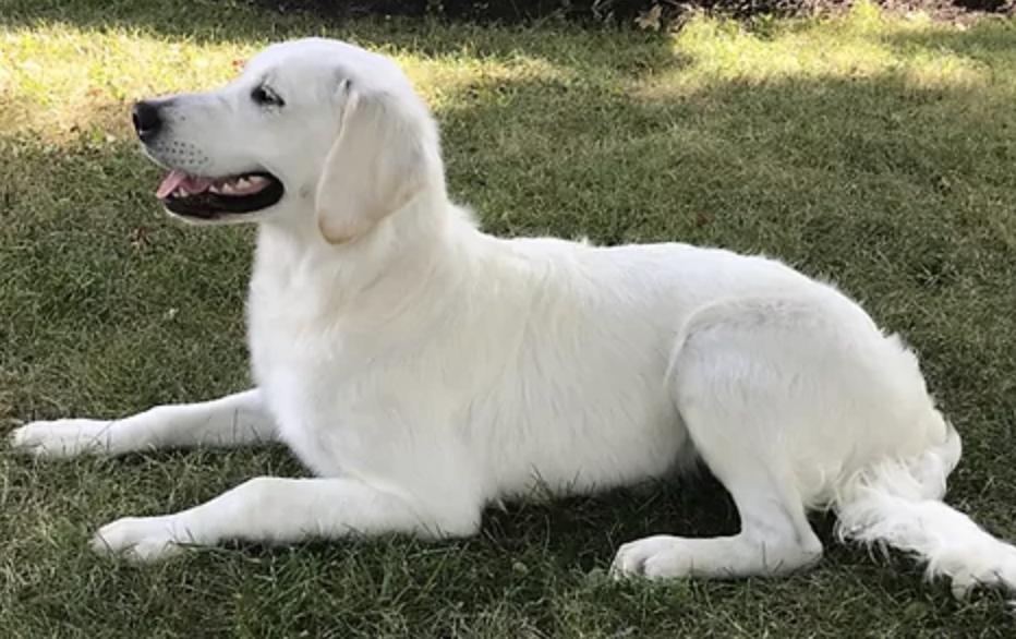 West KY Goldens in Kentucky Golden Retriever puppies Good Dog