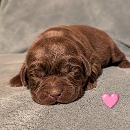 Girl 1 - Chocolate female Labrador Retriever puppy in Yucca Valley, California from Beachn Ranch