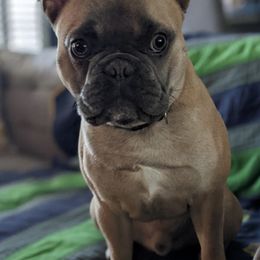 French Bulldogs from Fefe’s Frenchies LLC