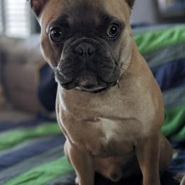 French Bulldogs from Fefe’s Frenchies LLC
