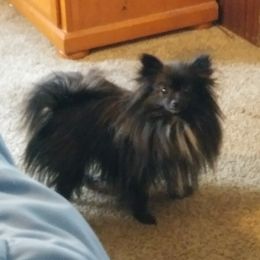 Maya - Pomeranian