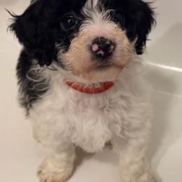 Red Collar - Parti female Goldendoodle puppy in Valley Center, Kansas from The Goldendoodle Gal