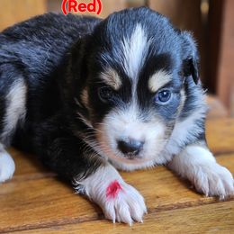 Black Tricolored Male (Red) - Black tri male Miniature Australian Shepherd puppy in Dunnellon, Florida from Ever After Mini Aussies