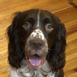 Ruger - English Springer Spaniel