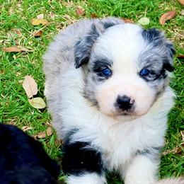 Athena - Blue merle female Australian Shepherd puppy in Mineral Wells, Texas from A6 Australian Shepards