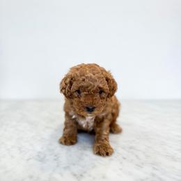 Courage (The Brave Lion-inspired boy) - Red  male Goldendoodle puppy in Bells, Texas from Partridge Doodles and Poodles