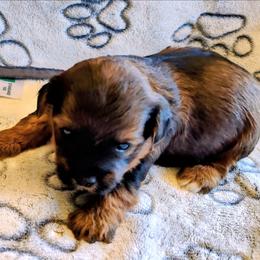Girl 2 - Chocolate female Yorkipoo puppy in Bartlesville, Oklahoma from Winchester's Magic Yorkipoos & Poodles