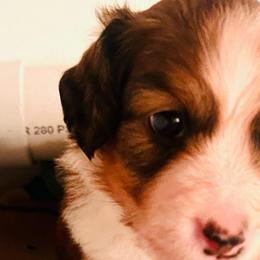 Fiyero - White and red male Nederlandse Kooikerhondje puppy in Gainesville, Florida from Ambermoon Kooikerhondje Blackamber Greater Swiss Mountain Dogs