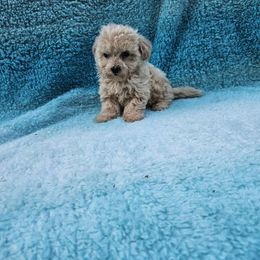 Sharky - Apricot male Maltipoo puppy in Lancaster, Kentucky from Dream Paws Puppies, LLC