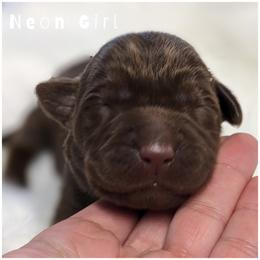 Goldendoodle, Labradoodle, Labrador Retriever, Poodle, and Sheepadoodle Puppies from Apple Creek Doodles