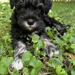 Miniature Schnauzer Puppies from Home Sweet Home Schnauzers