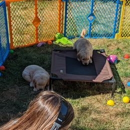 Golden Retriever Puppies from Sola Mae's Goldens
