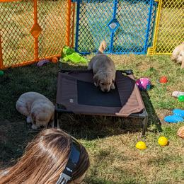 Golden Retriever Puppies from Sola Mae's Goldens