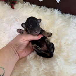 Estella - Black and cream female Dachshund puppy in Alexander, North Dakota from Wild Rose Ridge Doxies