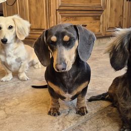 Dachshunds from The Dachshund Den