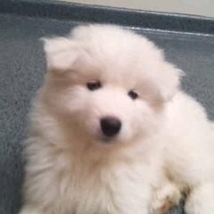 Samoyed Puppies from Alta Samoyeds