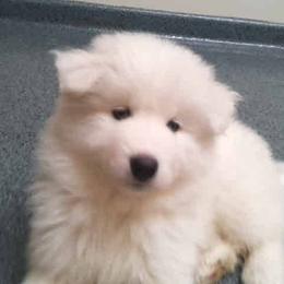 Samoyed Puppies from Alta Samoyeds