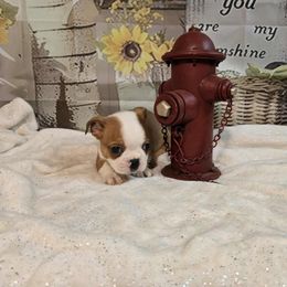 Hero - Seal and white male Boston Terrier puppy in Clarksburg, West Virginia from Pawprints Boston Terriers