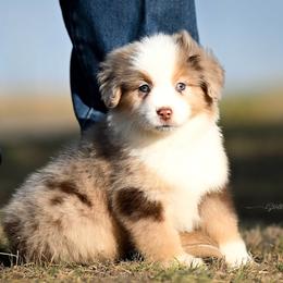 Aubrey - Red merle female Miniature American Shepherd puppy in Snyder, Texas from RLA Miniature American Shepherds