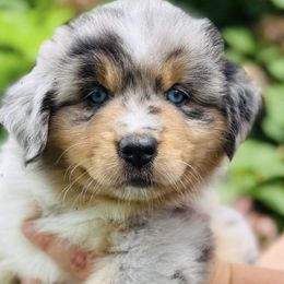 Miniature Australian Shepherds from Sugar Kaine Aussies
