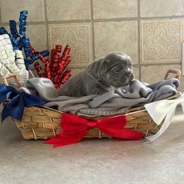 Joan - Blue female French Bulldog puppy in Lenora, Kansas from North Fork Frenchies