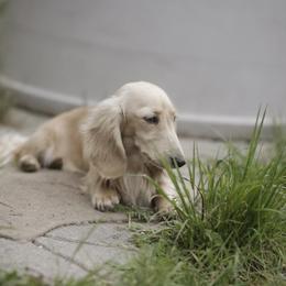 Ranger - Cream male Dachshund puppy in Danbury, New Hampshire from Maplewood Mountain Farm