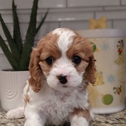 Lucy - Blenheim female Cavapoo puppy in Caldwell, Idaho from Terrace Cav's
