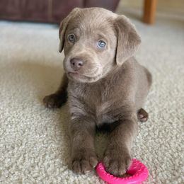 Dilute Retrievers and Labrador Retrievers from Payson Labradors