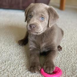 Dilute Retrievers and Labrador Retrievers from Payson Labradors