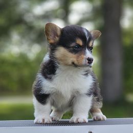 Jimi - Black and tan male Pembroke Welsh Corgi puppy in Rensselaer, Indiana from Sharand MAS and Pembroke Welsh Corgis