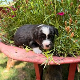 Puppy 1 - male Miniature Australian Shepherd puppy in Colorado Springs, Colorado from Fuzy Butts Mini & Toy Aussies