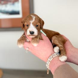 Jade - Apricot female Goldendoodle puppy in Billings, Montana from Montana Raised Doodles
