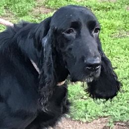 Rose - Field Spaniel