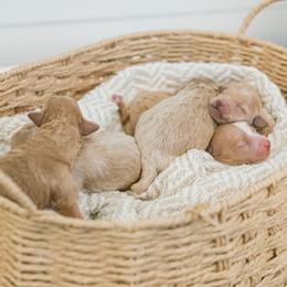Goldendoodle puppies from Coastal Crown Doodles