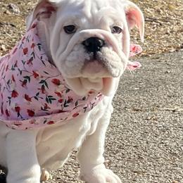 Bulldog and French Bulldog Puppies from The Georgia Bully Bunch